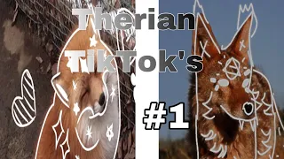 5 minutes of therian/quadrobics TikTok’s | therian TikTok’s #1 {coyotedakota}