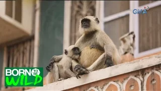 Born to be Wild: Sacred Langur in India and Zao Fox village in Japan
