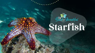 Starfish | Marine Biology | The Good and the Beautiful