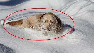 Mężczyzna uratował psa, który leżał zakopany w śnieżnej zaspie. To co pies tam robił szokuje...