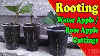 Rooting A Water Apple or Rose Apple From Cuttings by Grafting Examples