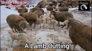 A Lamb Outting!