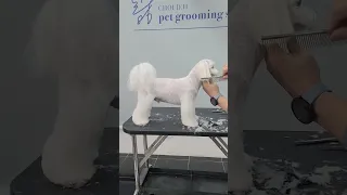 우아하고 단아한 당구 #말티즈 #grooming #pets #shorts #반려견 #애견미용 #최덕황애견미용학원