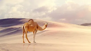 Песенка про верблюда
