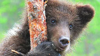 Бурый медведь - охотник за мусором | Film Studio Aves