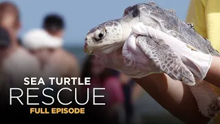 Sea Turtle Rescue 104: Return to the Wild