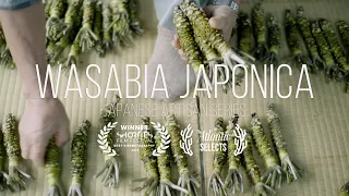 'Wasabia Japonica' - A story of real wasabi