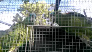 Talking Blue Fronted Amazon's