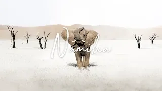 WILDLIFE OF NAMIBIA