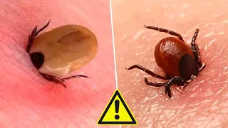 10 Curious INSECTS That Live in Your Home - Are They DANGEROUS or HARMLESS? (Part 2)