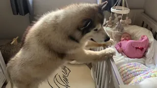 Giant Dog Will Always Protect Our Baby (BEST FRIENDS FOREVER!)