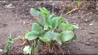 Как реанимировать старую грядку клубники?