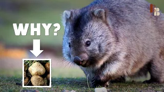 How The Wombat Poops Cubes
