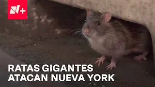 Ratas en Nueva York atacan a peatones para robar comida - En Punto