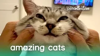 Super Amazing Cats | The Pet Collective