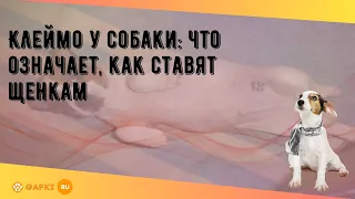 Клеймо у собаки: что означает, как ставят щенкам