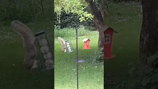 Squirrel on a bird feeder