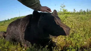 Медведи устали но идут.