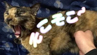 便秘がちのウチの猫に便秘マッサージをしたら想像以上の効果？！　笑　【猫の日常】