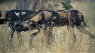 BBC Planet Earth: African Wild Dogs