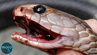 Top 10 Most Dangerous Animals in America