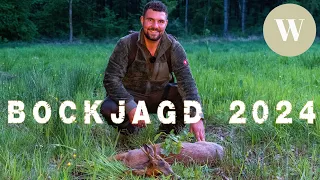 Bockjagd im Mai 2024 | WaldGeist | 4K