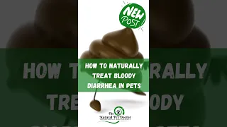 Natural Remedies for Bloody Diarrhea in Pets