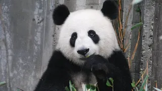Panda bear attack on humans in the zoo/ شاهد خطورة دب الباندا