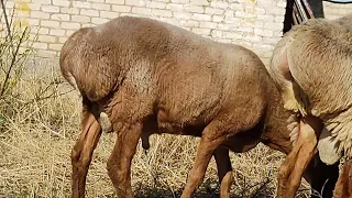 приехали наши гиссарские и арашанские баранчики, уже дома