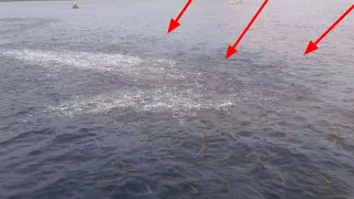 Ternyata Begini Rombongan Ikan Cakalang terbanyak mendidih di atas air Laut/// DI LAUT BANBA ACEH