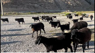 sheep Plateau Migration | Documentary