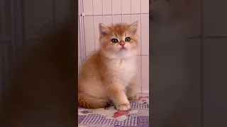 Cute Funny Cat Videos Complition | Cute Pet Birds Lover | Cute Kittens Funny