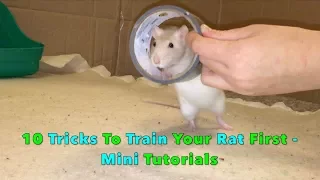 10 Tricks To Train Your Rat/Mouse First - Mini Tutorials