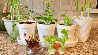 How To Regrow Store Bought Vegetables & Herbs