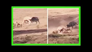 Muttertier kämpft gegen 3 Löwen, um ihr Junges zu retten.