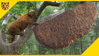 Ketika Predator Memangsa Sarang Lebah Terbesar, Inilah yang Terjadi. . .