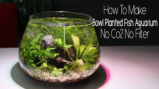 How To Make Bowl Planted Fish Aquarium No Co2 No Filter