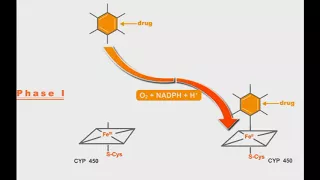 Pharmacokinetics animation: Phases Of Drug Metabolism