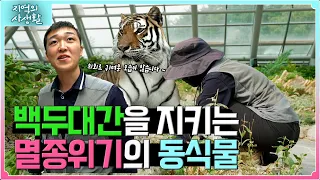 [지역의 사생활] 풀버전｜멸종위기의 동식물을 지켜라!🐯🌳국립백두대간수목원의 이야기💬 ｜KBS 230908