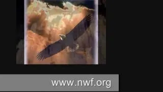 National Wildlife Federation Commercial