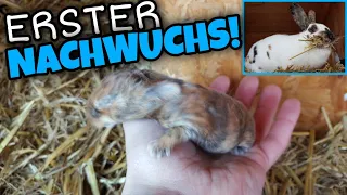 Kaninchenbabys (Tag 1-8) 👶 [#02] - Flecky bekommt ERSTEN NACHWUCHS! 🐇 | Schustrich S 2.0 ⭐