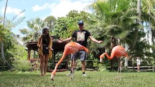 WE FED FLAMINGOS at Sarasota Jungle Gardens - Florida’s Favorite Family Vintage Roadside Attraction