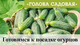 Голова садовая - Готовимся к посадке огурцов