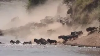 Huge crossings of the Great Migration in the Mara River