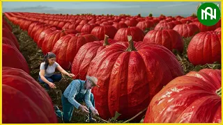 The Most Modern Agriculture Machines That Are At Another Level , How To Harvest Pumpkins In Farm