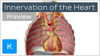 Innervation of the heart (preview) - Human Anatomy | Kenhub