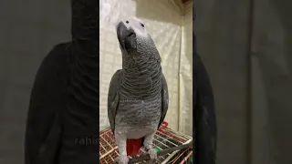 #funny #funny #cute #parrot #comedy #grey