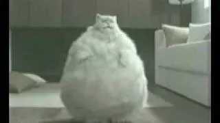 Fat Cat Exercise Dance