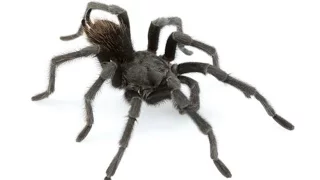 Black tarantula named after Johnny Cash