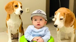 Should i have a Baby if i have Beagle dogs?